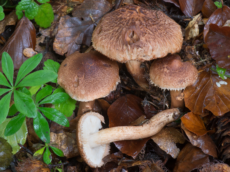 Tricholoma vaccinum